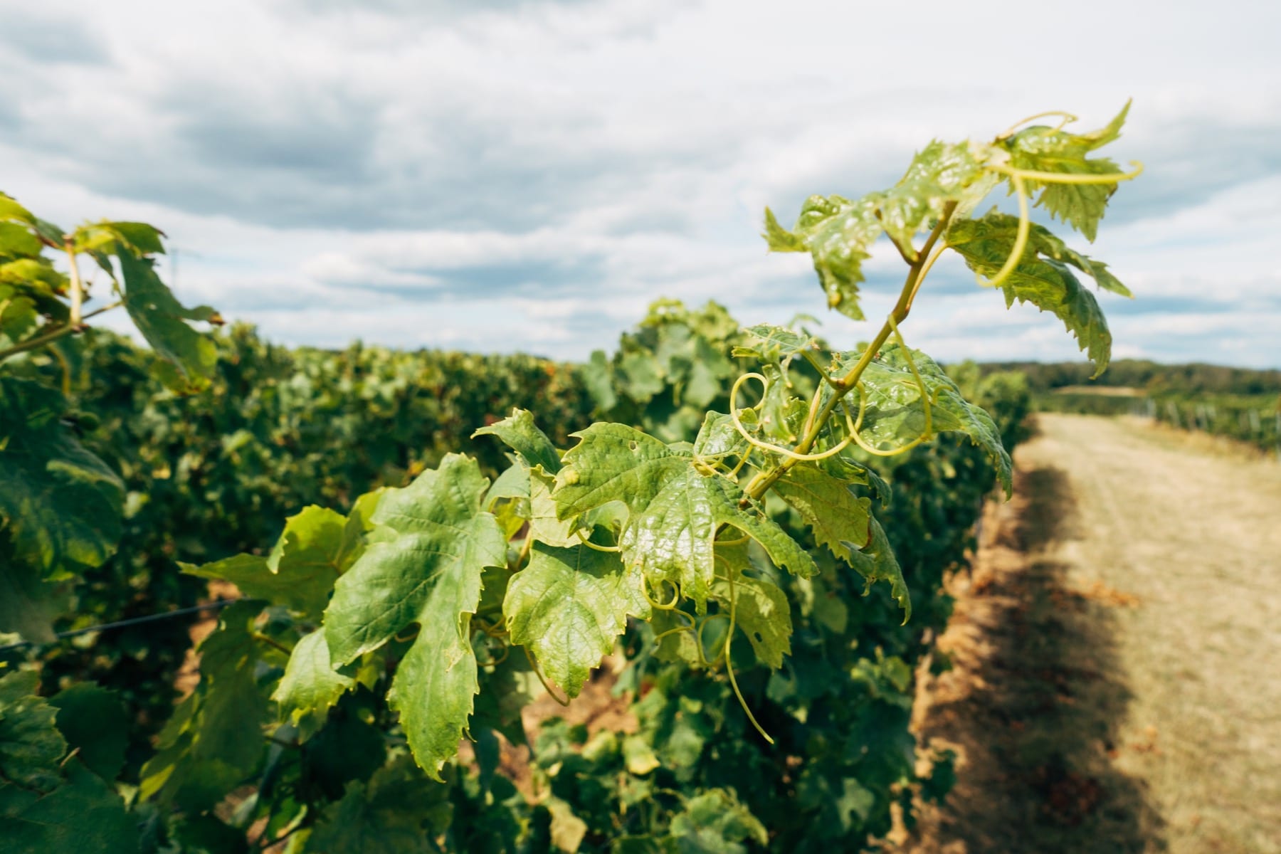 Vineyards of Greece