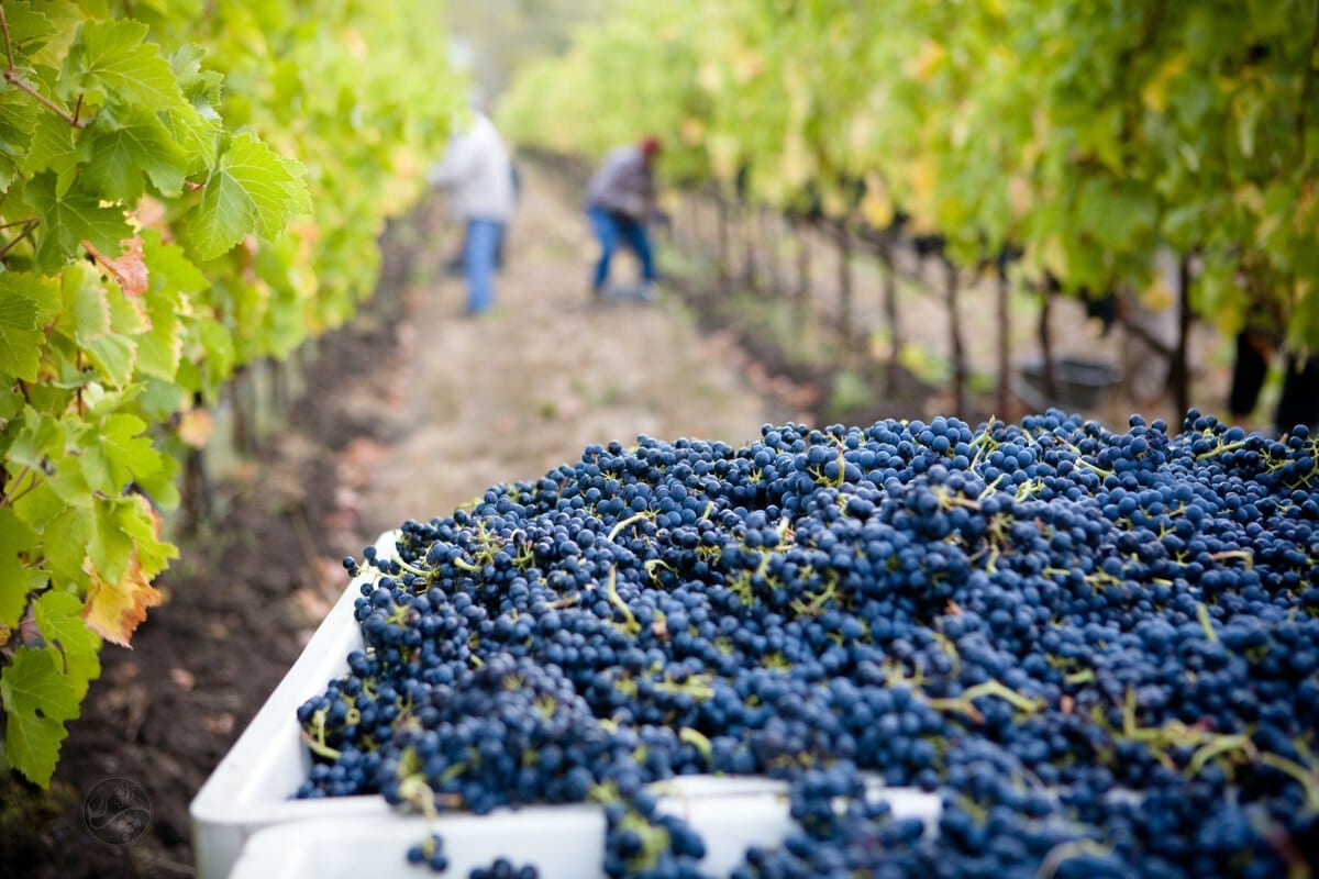 Picking grapes Picking grapes