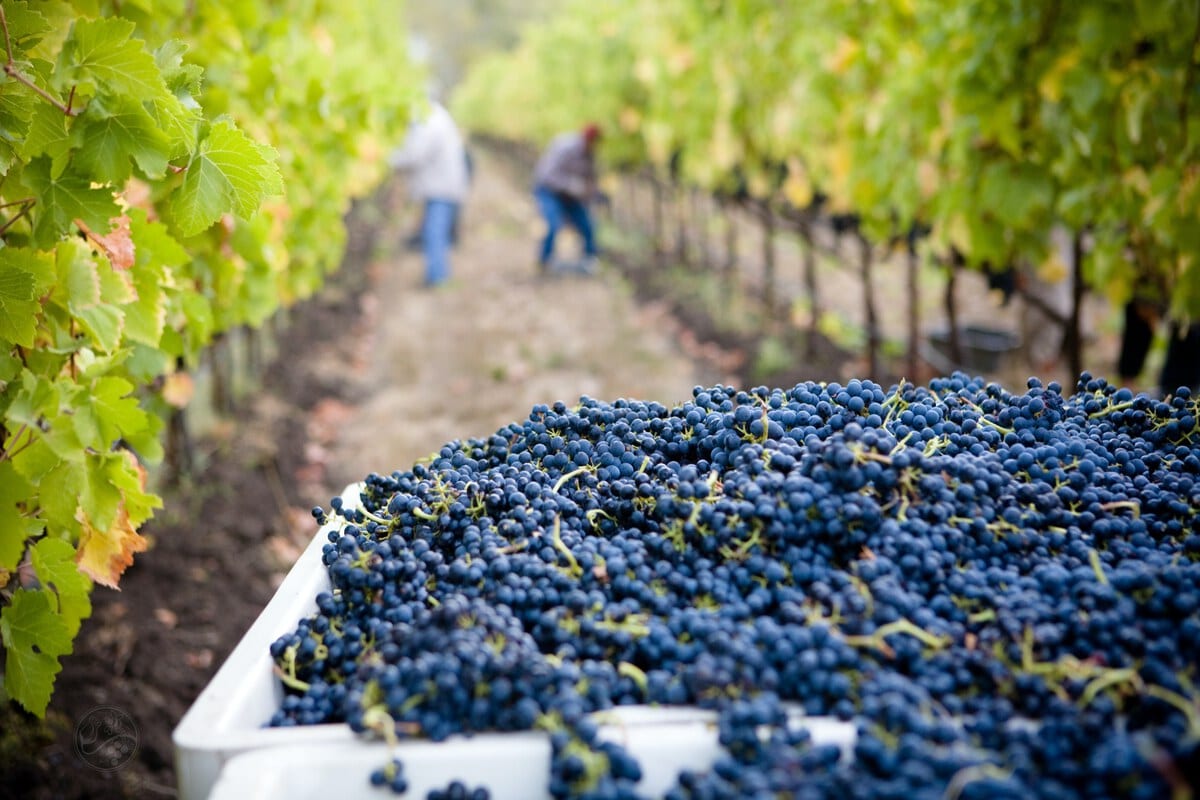 Picking grapes