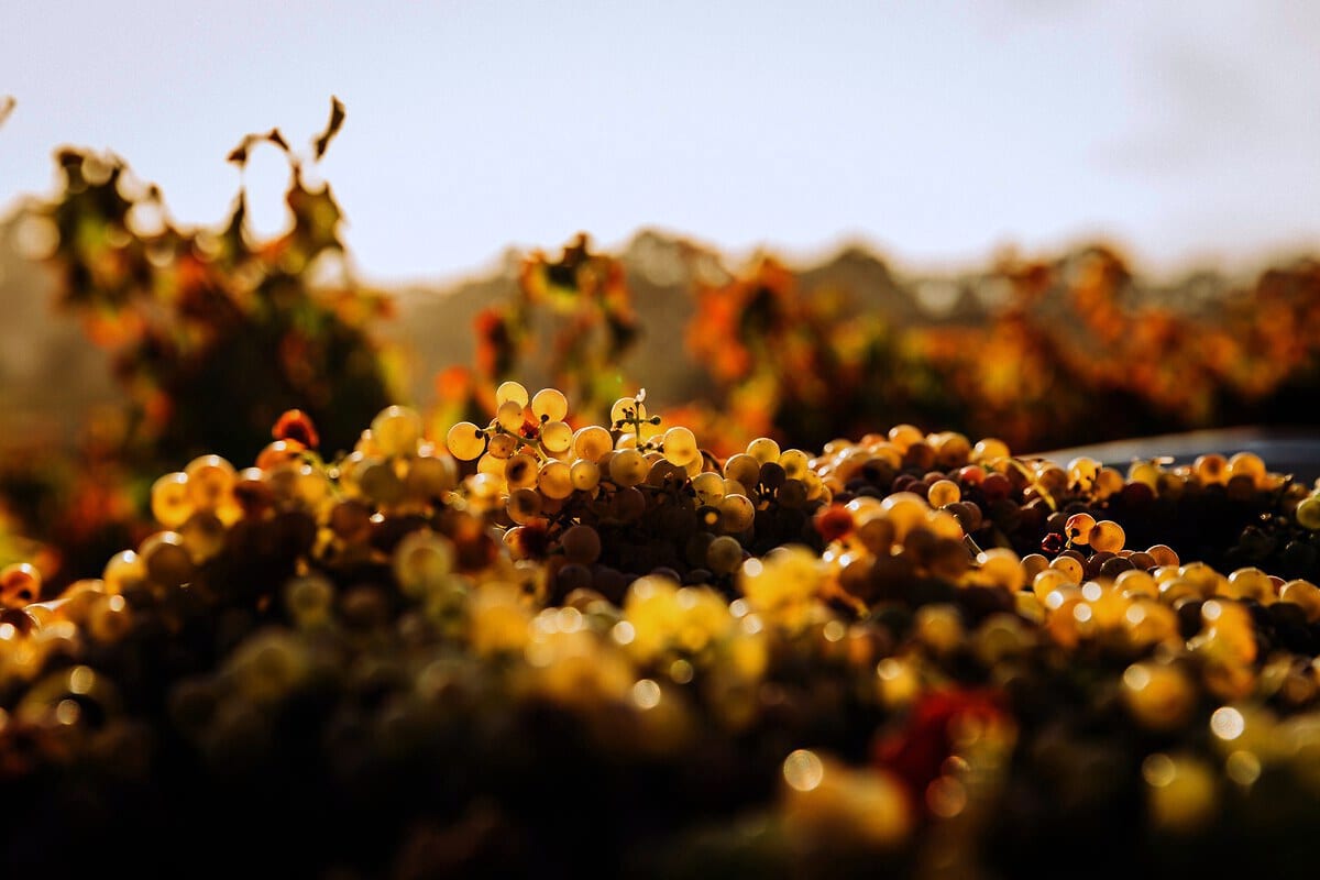 Koshu and Muscat Bailey A are the two Japanese grape varieties