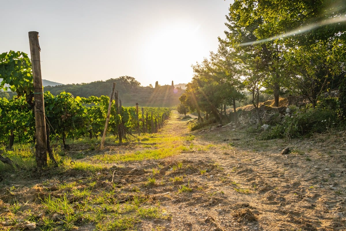 Vineyards in Chianti