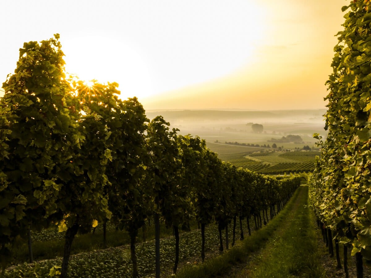 Vineyards in Trentino